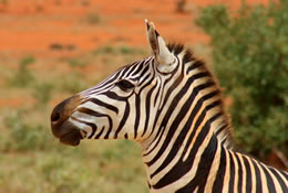 Tsavo East Zebras